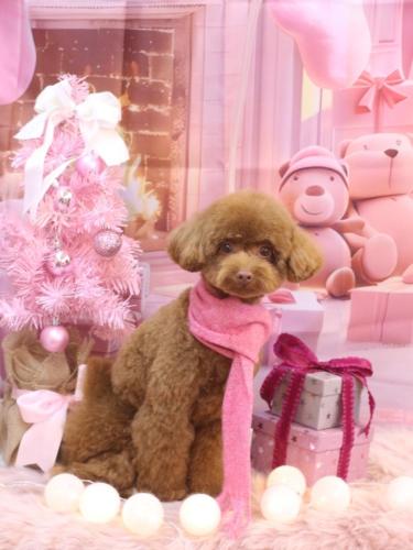 20241214くるるくん